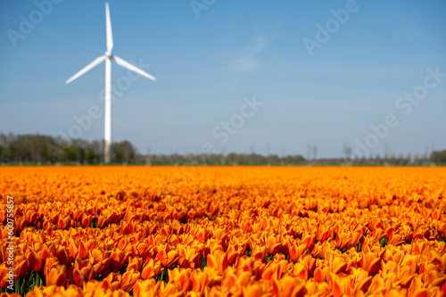Windmill and tulips