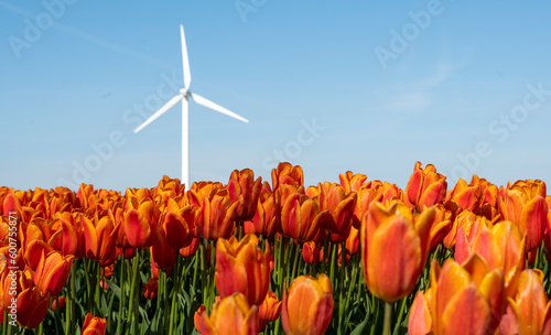 Windmill and orange tulips