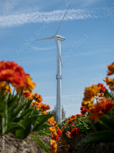 Windmill and tulips
