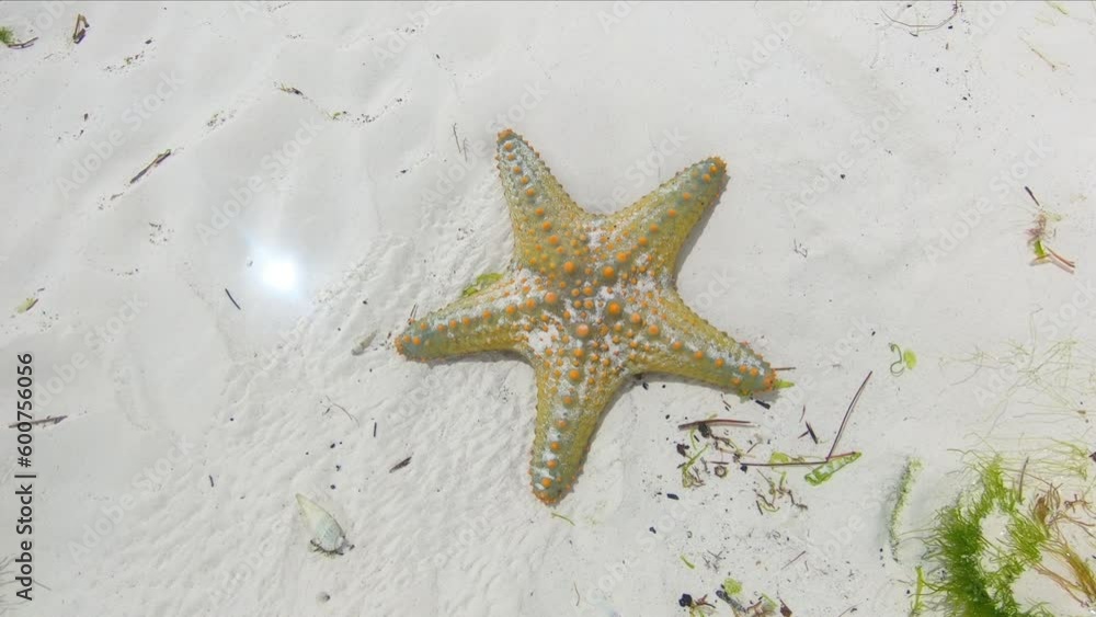 Starfish. Starfish laying on a sandy ground in the ocean. Starfish underwater on bottom of ocean. Relax video about marine inhabitants of undersea world on seabed. Macro video about sea star. Starfish. Starfish laying on a sandy ground in the ocean. Starfish underwater on bottom of ocean. Relax video about marine inhabitants of undersea world on seabed. Macro video about sea star.