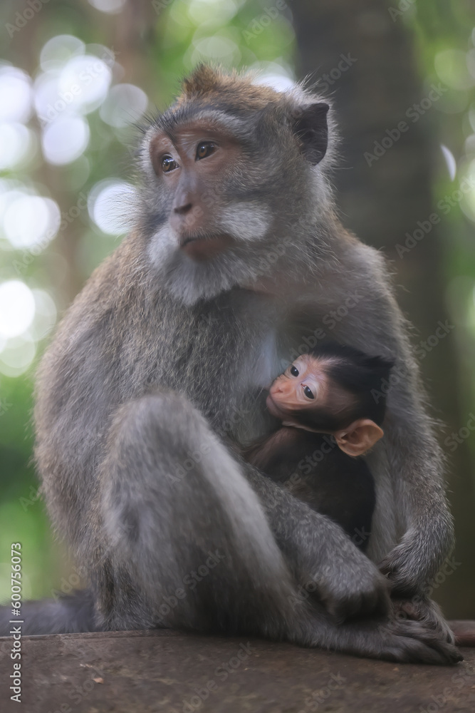 monkey family cleaning grooming wild park