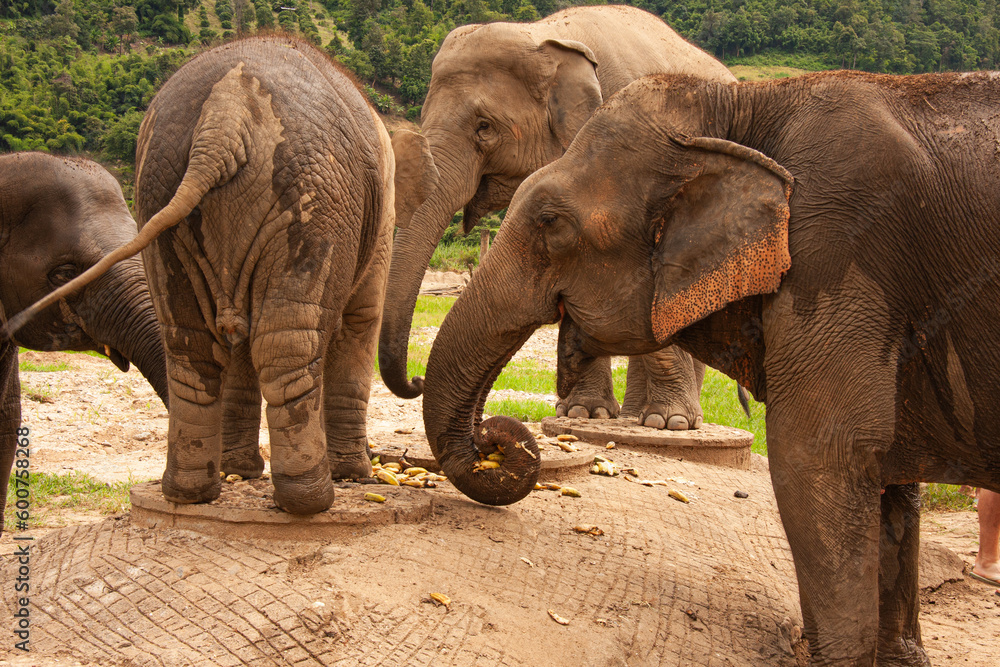 Naklejka premium ELEPHANT SANCTUARY- CHIANG MAI - THAILAND