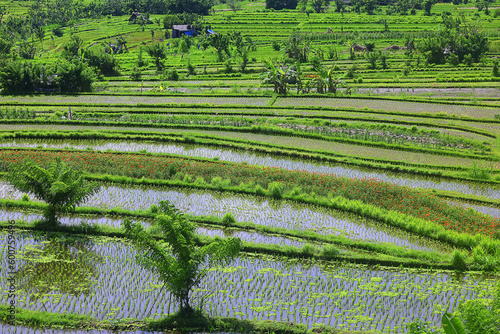 rice terraces landscape asia view  bio ecology