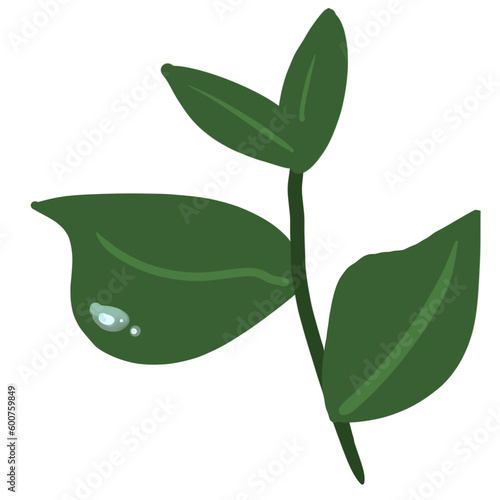 Tree  leaf tulip