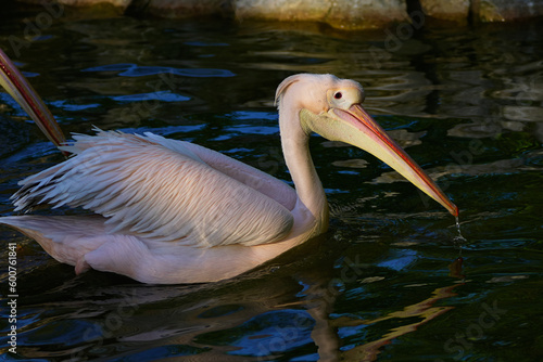 pelican on the water © Oksana