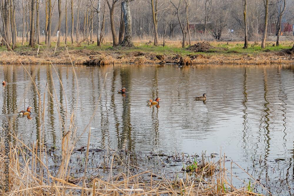 Mandarin ducks swim in the river in spring during the breeding season. Breeding season for mandarin ducks. Aix galericulata.