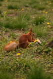 Red squirrel in the forest. Small squirrel eats a mushroom in a forest clearing. Animal. Wild nature. 