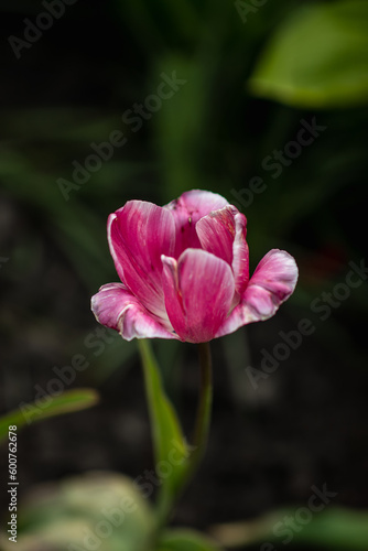 Pink tulip flower. Portrait tulip. Pink flower. Blooming. Bloom. Petal. Pink tulip in the garden.