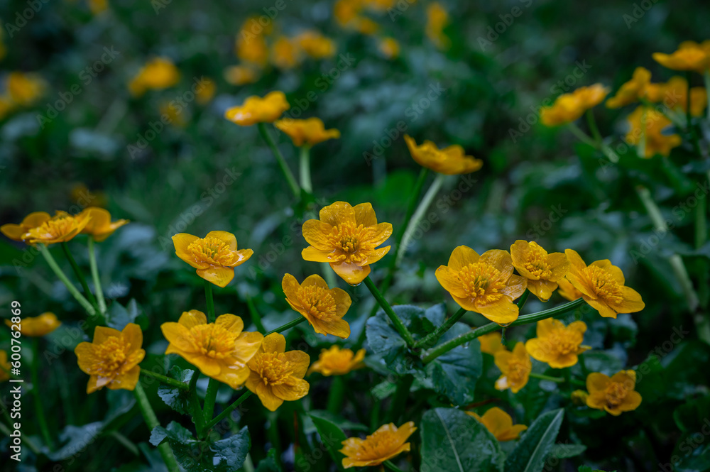 Wild flowers in rainy day. Marsh marigold blooming with green leaves in spring in Switzerland. Wild flowers in rainy day. Marsh marigold blooming with green leaves in spring in Switzerland.