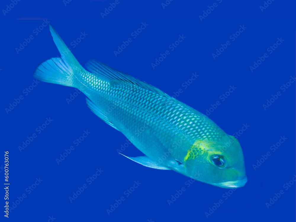 Fototapeta premium fish on blue