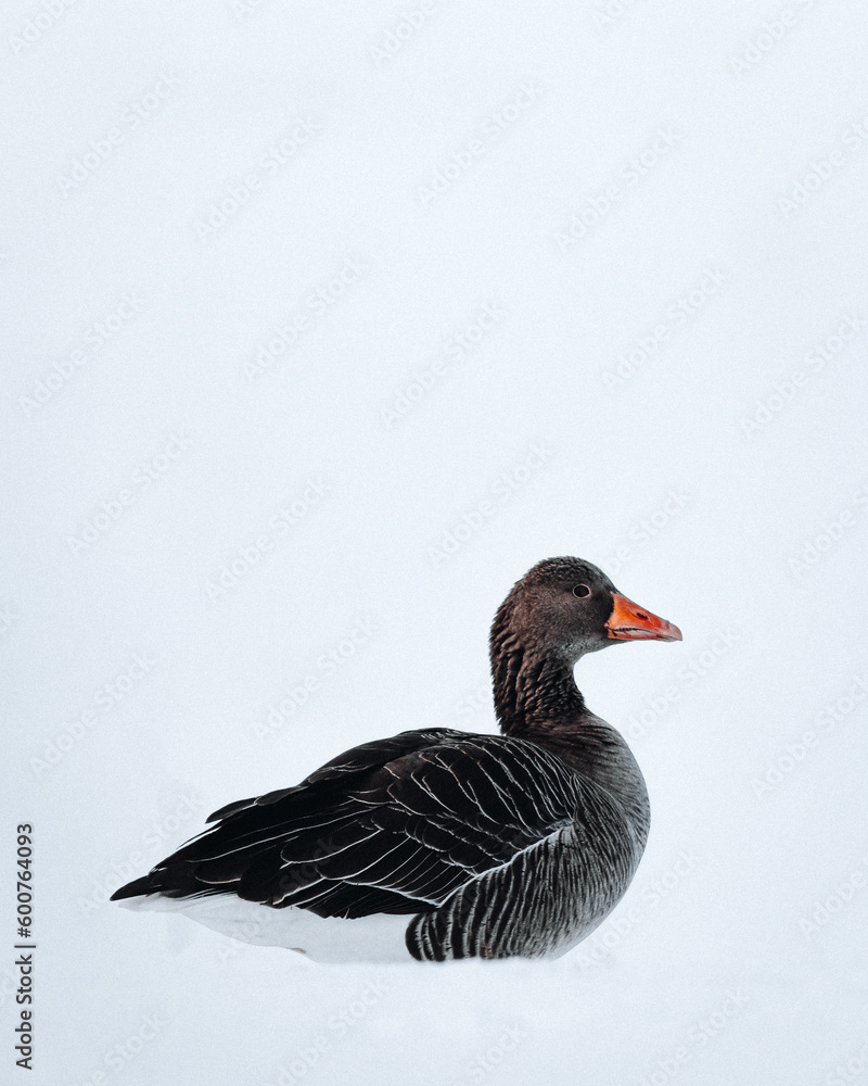 goose in the snow