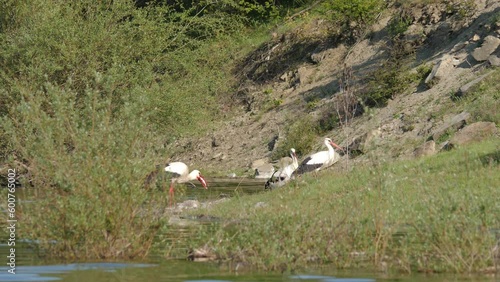 Three Storks feed on fish on the bank of a reservoir. Bright sunny, spring season day. photo