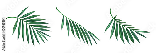 Palm leaves. Green leaf of palm tree on transparent background. Floral background. Vector 10 eps.