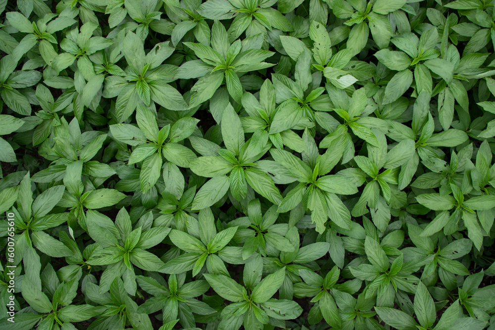 Green raw Jute Plant top view pattern texture can be used as a background wallpaper