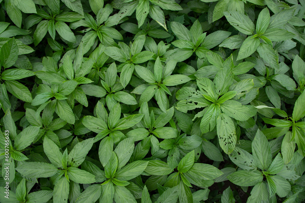 Green raw Jute Plant top view pattern texture can be used as a background wallpaper Green raw Jute Plant top view pattern texture can be used as a background wallpaper