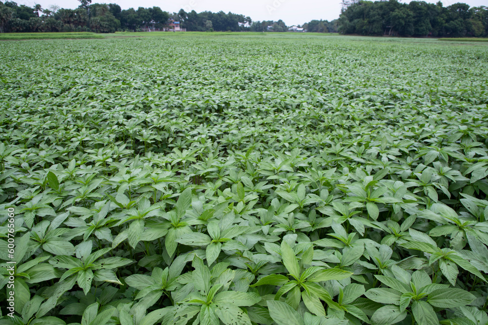 Green raw Jute Plant in the field. Agriculture Concept Green raw Jute Plant in the field. Agriculture Concept