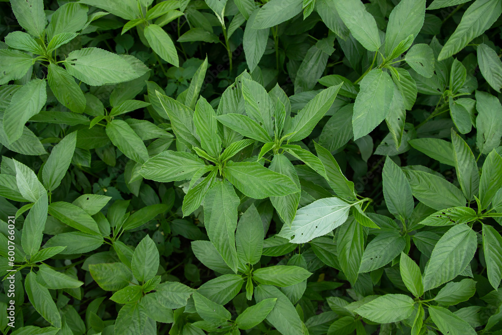 Green raw Jute Plant top view pattern texture can be used as a background wallpaper Green raw Jute Plant top view pattern texture can be used as a background wallpaper