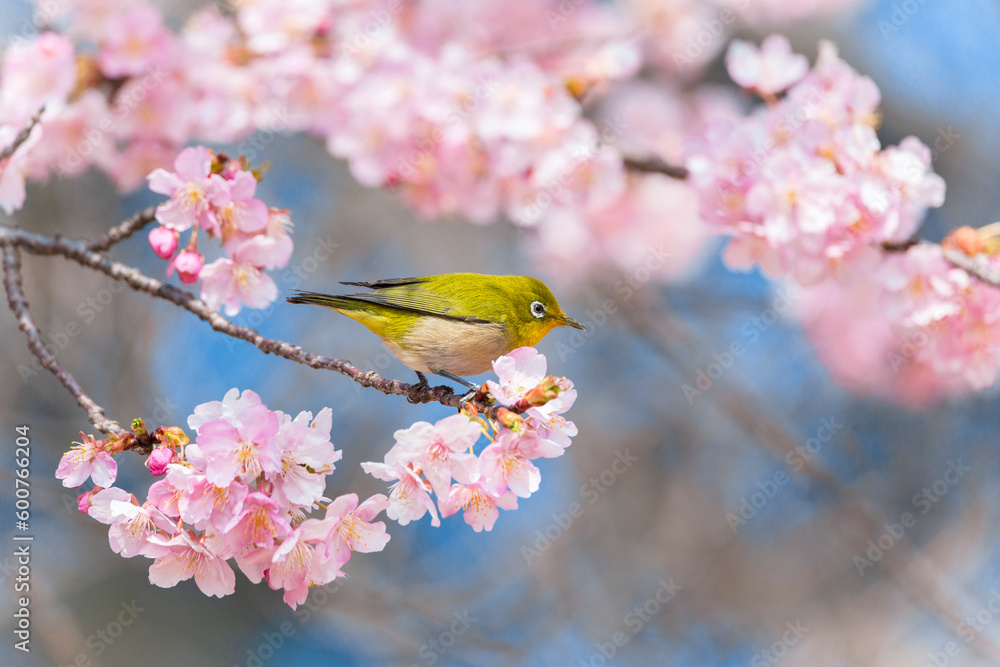満開の河津桜の木の枝にとまるメジロ。
春のイメージ素材。
