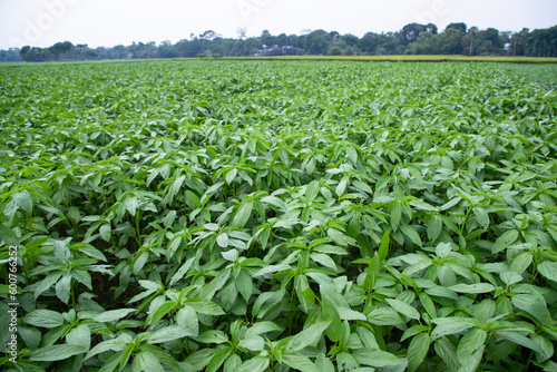 Green raw Jute Plant in the field. Agriculture Concept