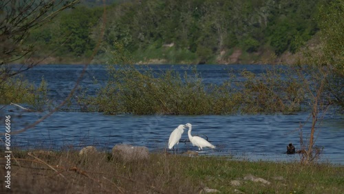 Two Litle Egret perched on water in the bank of a dam on a windy, sunny, spring day. HQ 4K resolution, Apple ProRes in 59,94fps. photo