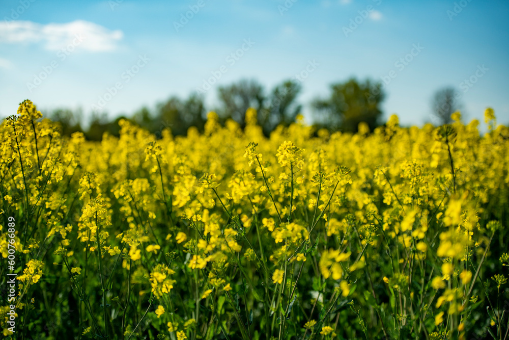 pola, niebo, zółty, krajobraz, charakter, rolnictwa, kwiat, blękit, gwałt, lato, jary, farma, olej rzepakowy, hayfield, obszarów wiejskich, roślin, countryside, chmura, chmura, kwiat, nafta, nasienie,