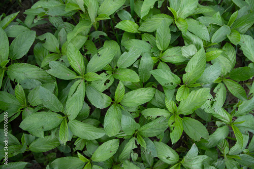 Green raw Jute Plant top view pattern texture can be used as a background wallpaper