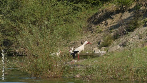 Three Storks feed on fish on the bank of a reservoir. Bright sunny, spring season day. photo