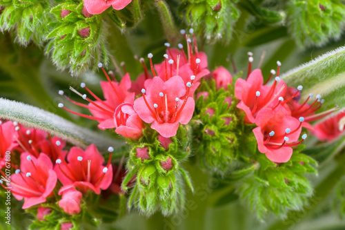 Echium Wildpretii, a.k.a. “Tower of Jewel”