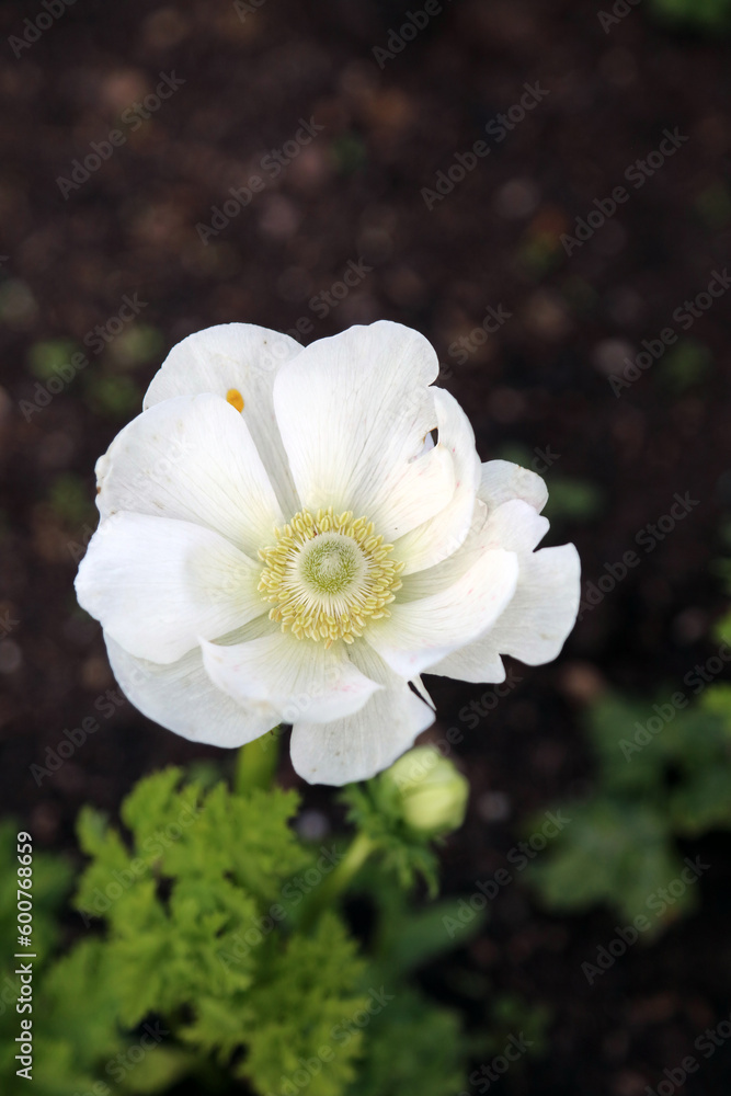 White Poppy Anemone bloom, Derbyshire England
White Poppy Anemone bloom, Derbyshire England