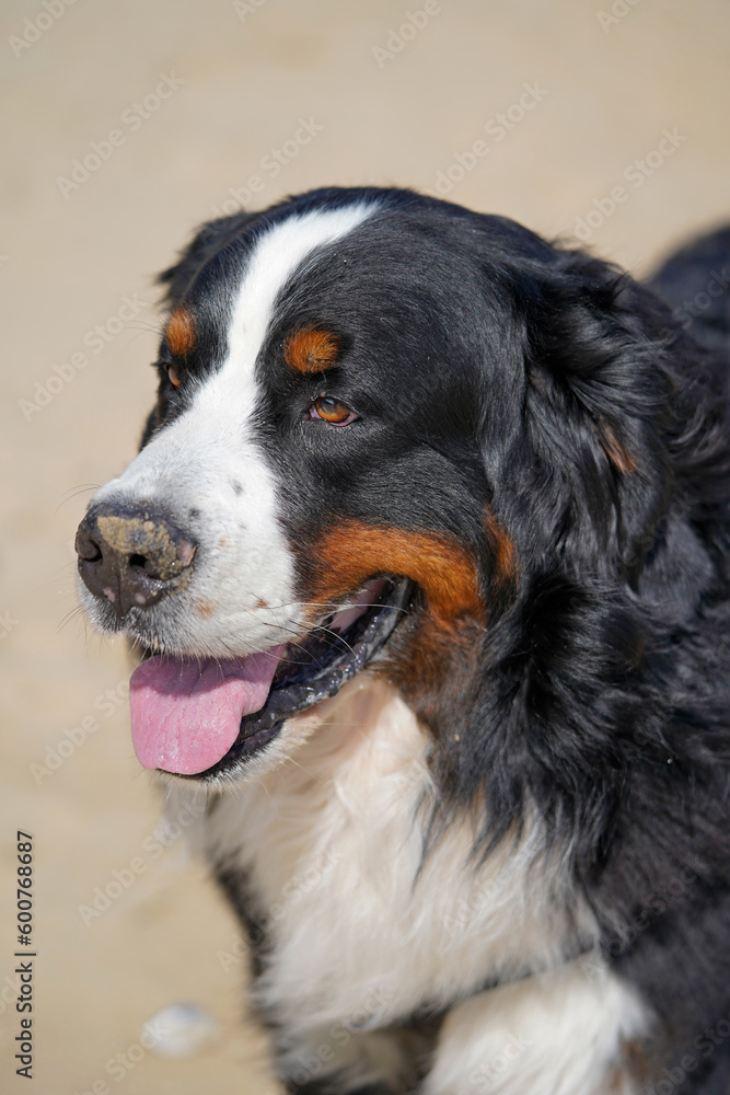 Bernese Mountain Dog on a beach, close up portrait 