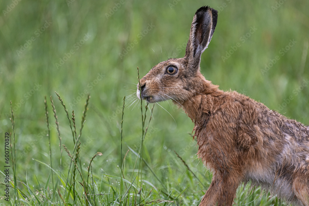 Fototapeta premium Feldhase