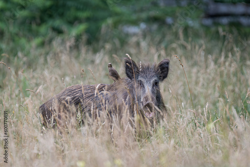 Wildschwein im Gras © Klaus