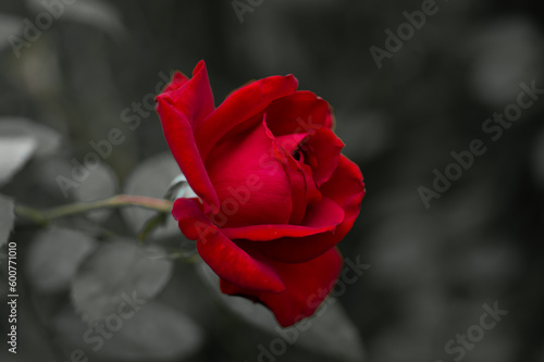 赤いバラ
