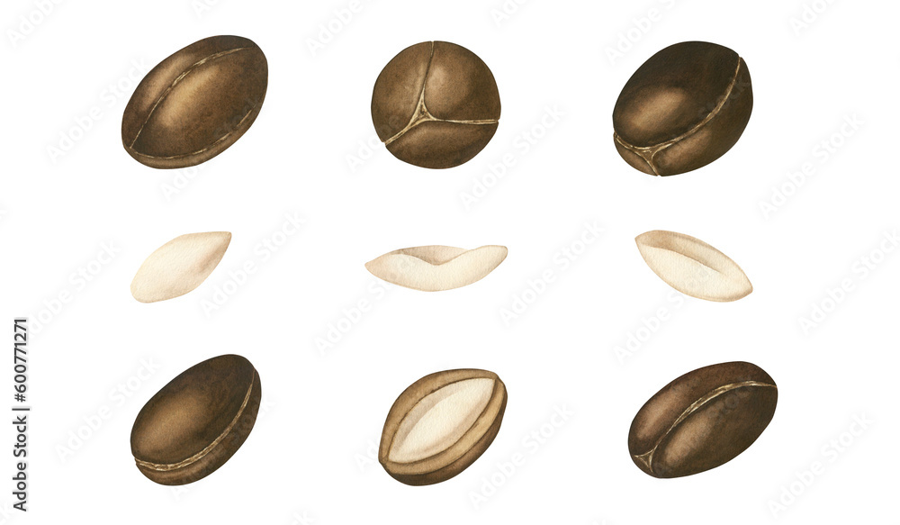 Watercolor set of brown nuts, fruits and argan tree. highlight on a white background . Suitable for the design and decoration of cosmetics, shampoos, soaps, creams Watercolor set of brown nuts, fruits and argan tree. highlight on a white background . Suitable for the design and decoration of cosmetics, shampoos, soaps, creams