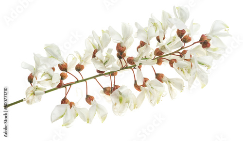 white acacia flowers on a transparent isolated background. PNG photo