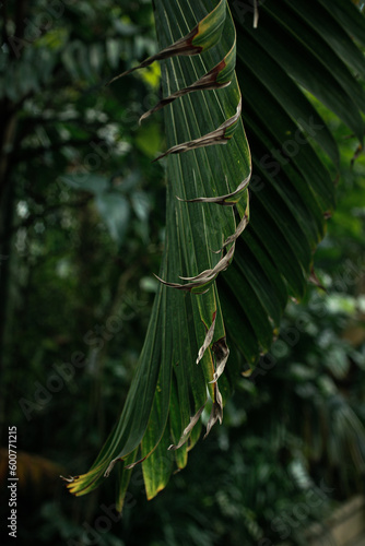 fern leaves