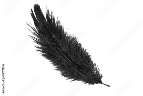 Foto black feather of an ostrich on a transparent isolated background