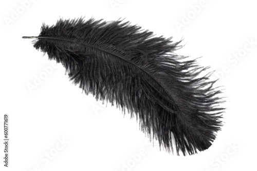 black feather of an ostrich on a transparent isolated background. png