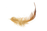 brown feather of a hen on a transparent isolated background. PNG