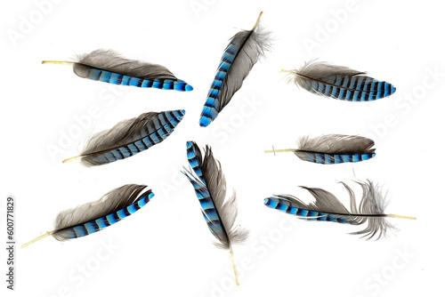 blue with black striped jay feather on transparent isolated background  © Krzysztof Bubel