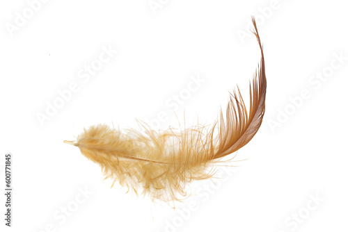 brown feather of a hen on a transparent isolated background. PNG