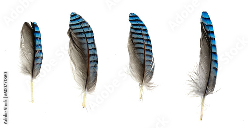 blue with black striped jay feather on transparent isolated background © Krzysztof Bubel