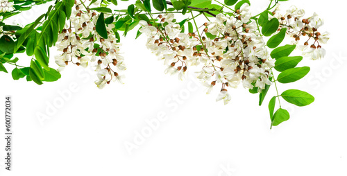 white acacia flowers on a transparent isolated background. PNG