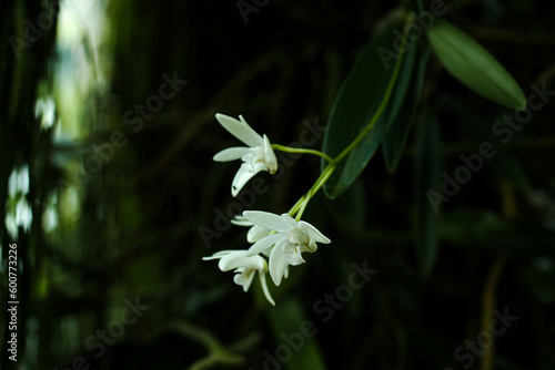 white orchid in the forest