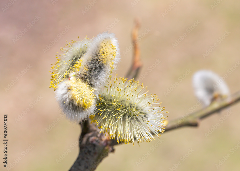 Obraz premium willow buds in spring