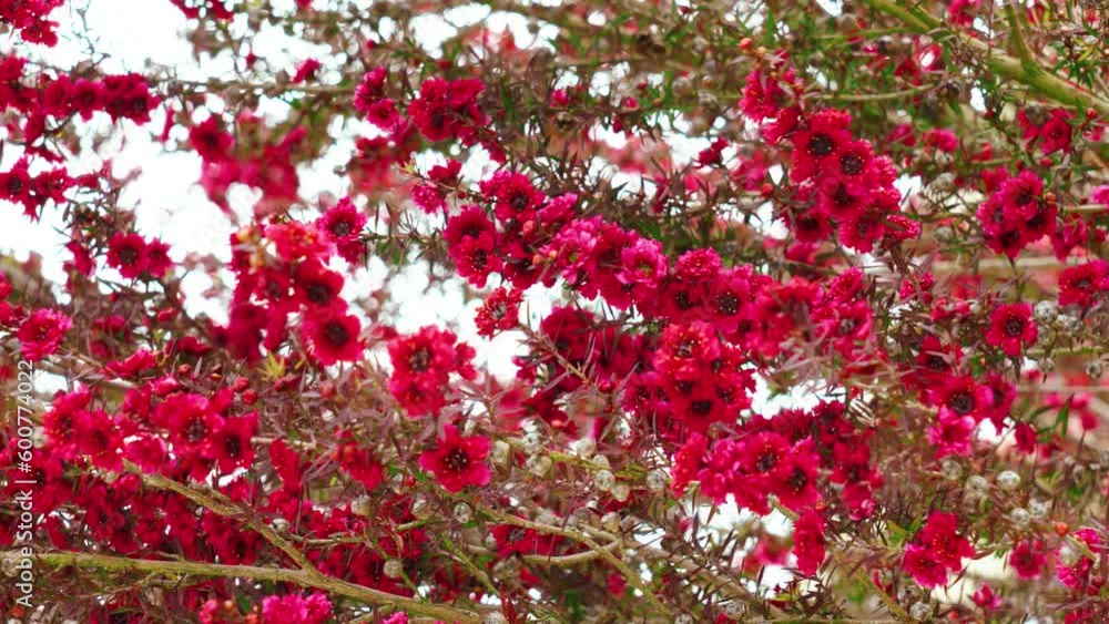 Flowering broom tea tree with red biutiful flowers