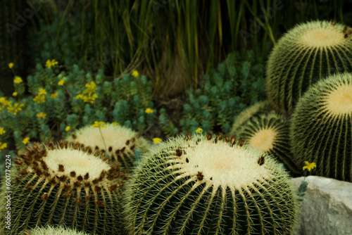 cactus in the garden