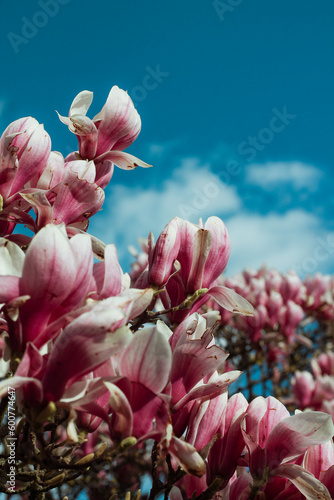 pink magnolia flowers