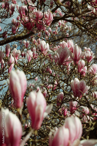 pink magnolia tree