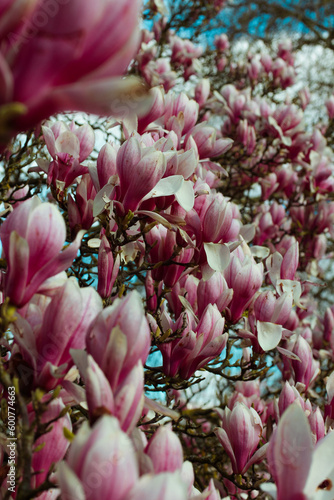pink magnolia flowers